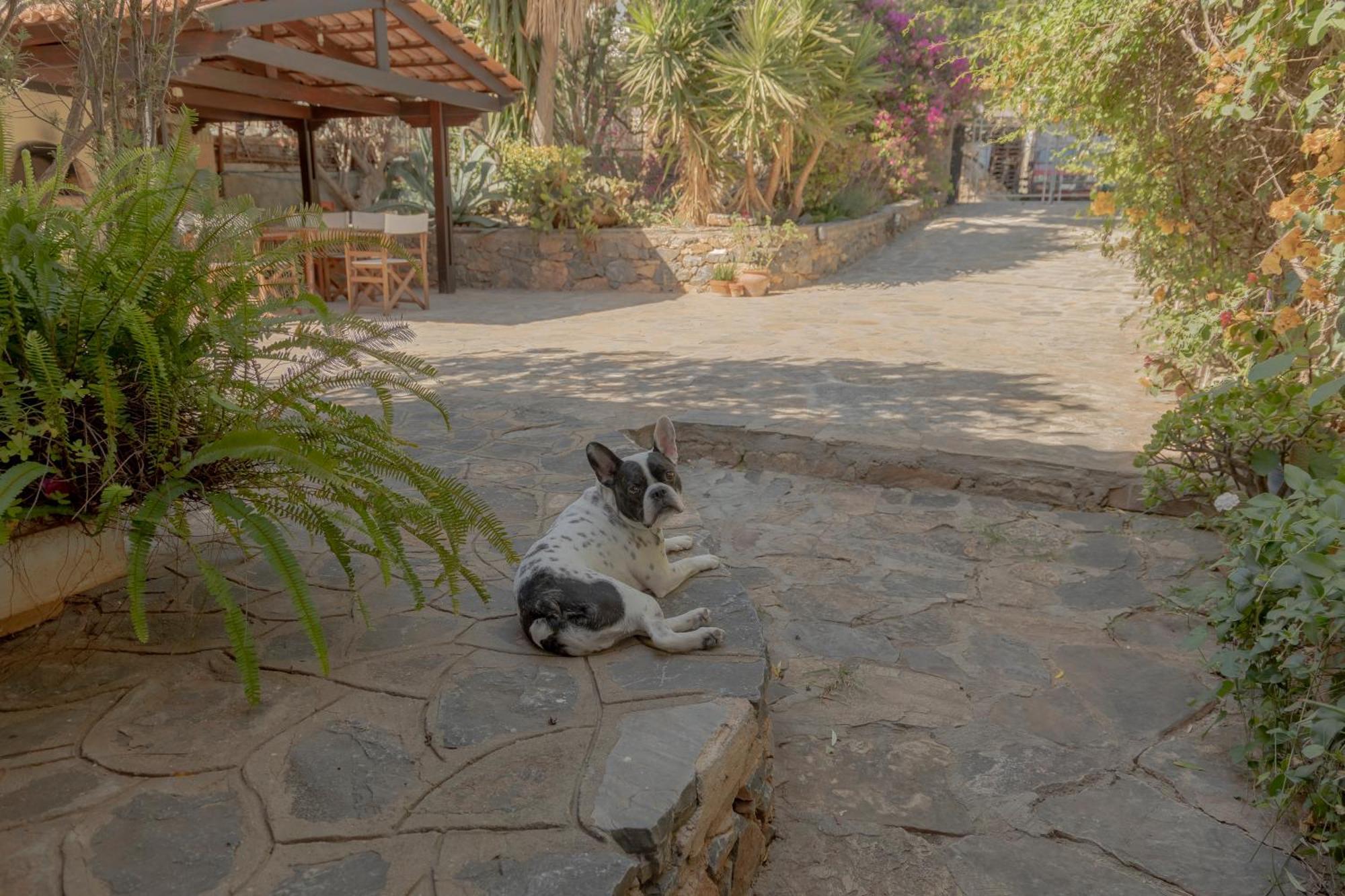 Private Pet Friendly Villa Ayos Nikolaos Dış mekan fotoğraf